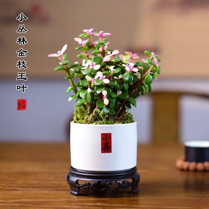 金枝玉叶盆栽丛林多肉室内办公客厅桌面懒人盆景中式植物好养植物