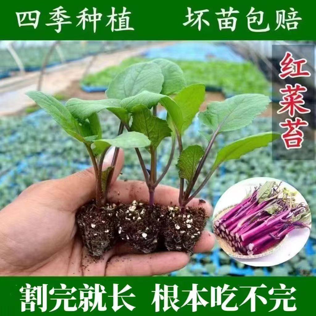 红菜苔秧苗耐寒高产甜菜苗