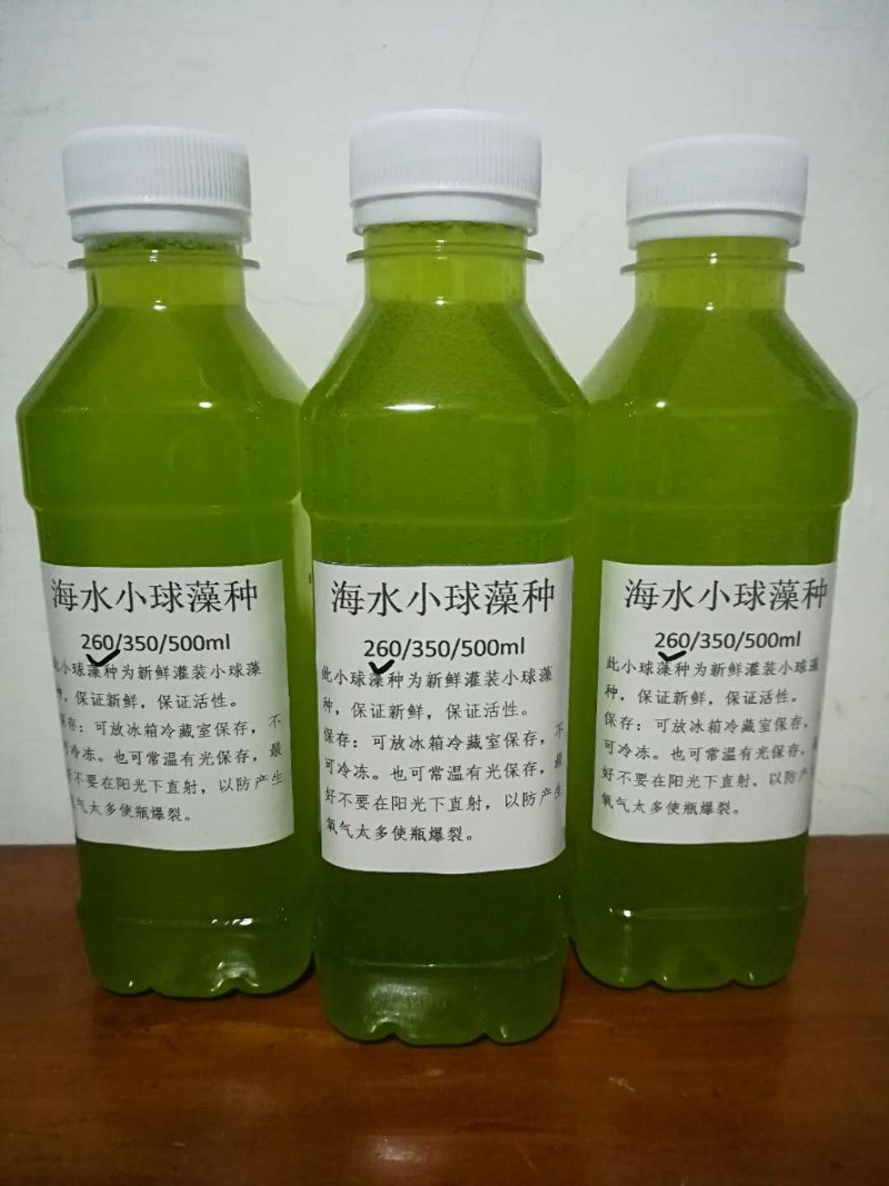 海水小球藻扩培套装绿藻调水产养殖肥水260毫升藻种120毫升培养基