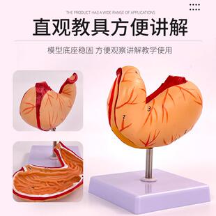 教仿真人体胃解剖剖结模型374自然大胃消化系构统器官医学解模学