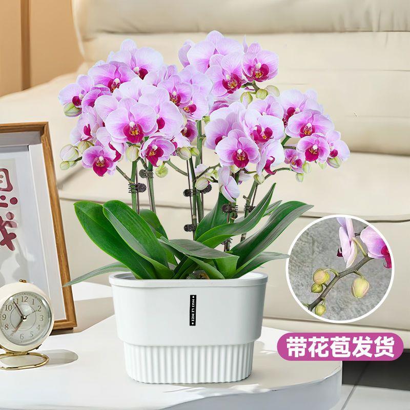 四季蝴蝶兰盆栽带花苞花