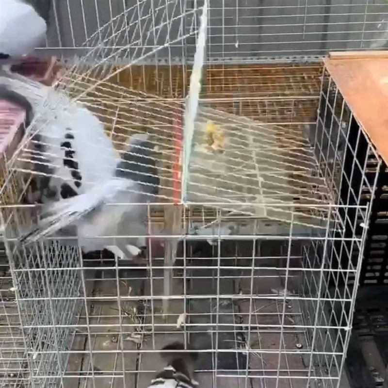 自动翻转天落笼可折叠镀锌便携带门翻板笼防丢笼收鸽笼户外阳台笼