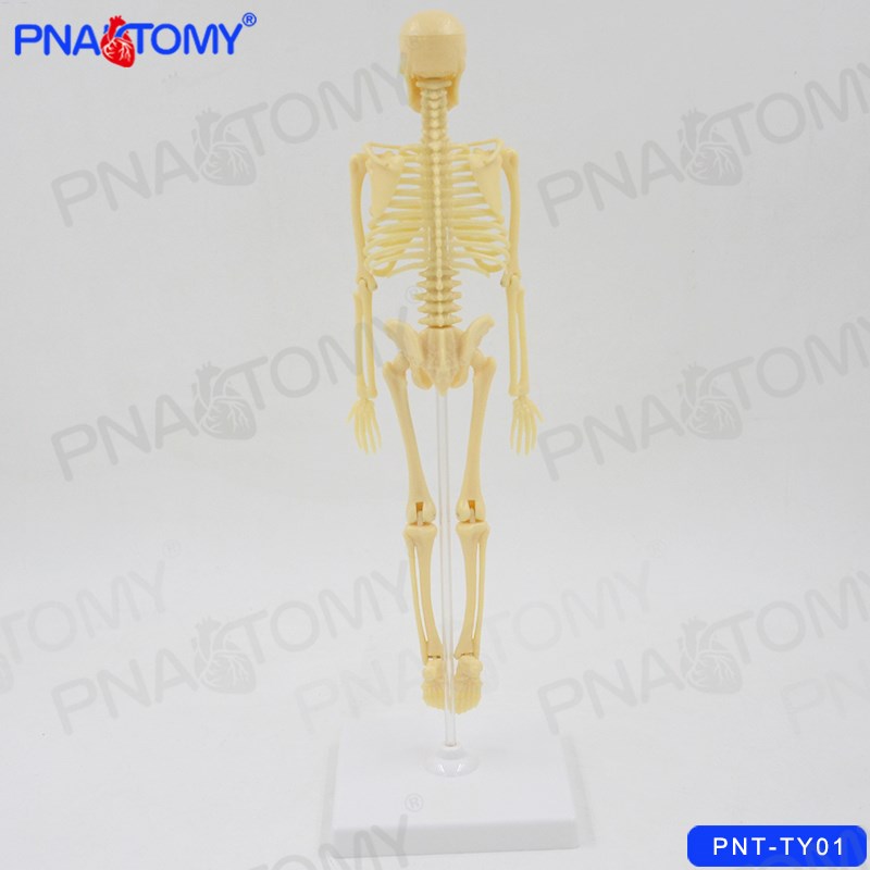 儿童科学实验玩具科技小制作拼装认识人体骨骼模型幼儿园益智DIY