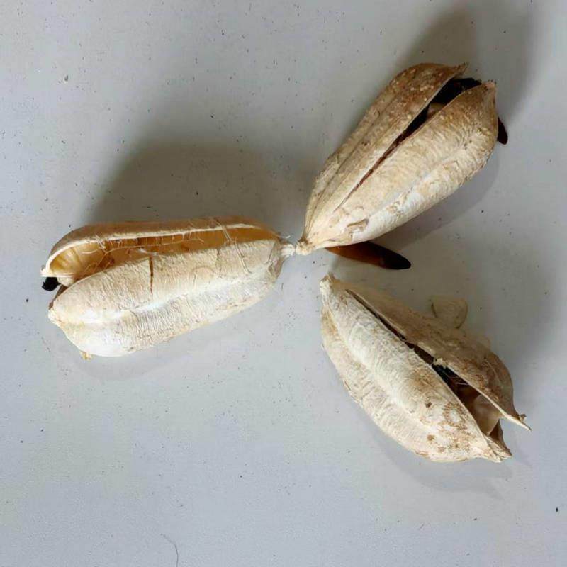 植漂白麻装饰物果实手工干花diy材果料幼儿园装饰干-花果剑现货,家居饰品,餐桌花艺,淘宝优惠券,粉丝福利购,淘宝优惠卷