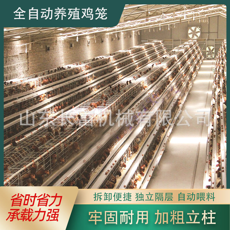 肉鸡笼全自动立式肉鸡鸽子笼鹌鹑养殖场自动喂料养殖育雏笼蛋鸡笼