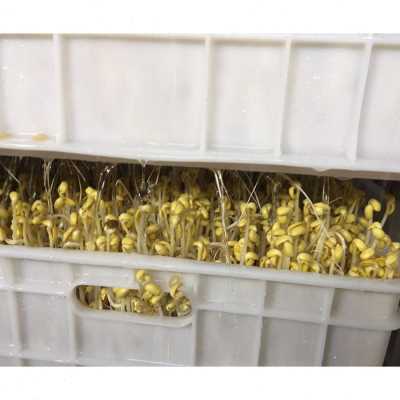 Bean sprout machine芽苗菜豆类生产机 商用黄豆恒温加湿豆芽机