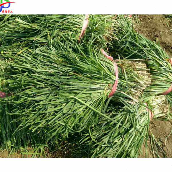 小型芝麻收获机 手扶式农用韭菜收割机 大棚辣椒韭菜收获工具