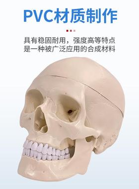 人1：1医学仿118真人体骨模型头成颅骨解剖白色头脑骨带头颈椎解