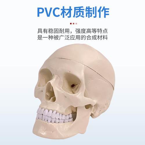 人1：1医学仿118真人体骨模型头成颅骨解剖白色头脑骨带头颈椎解