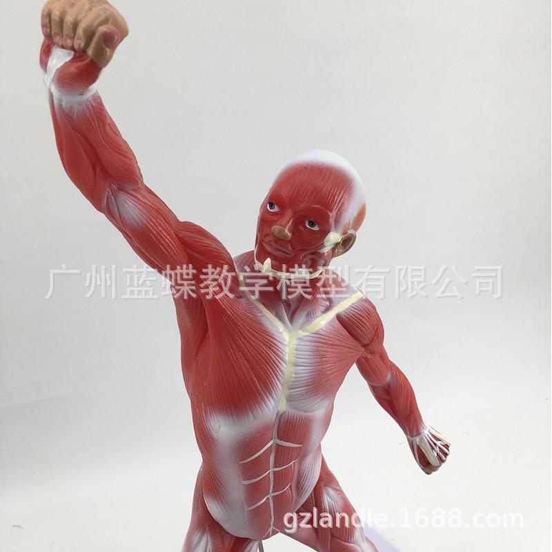 50C人全身肌60肉解剖模型人浅层肌体肉解剖M肌肉人躯干体解剖模型