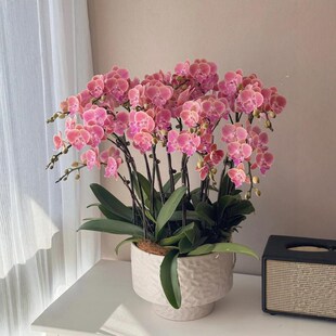 粉色蝴蝶兰盆栽带花苞10花剑唯美复古H橘稀有色四季好养活室内花