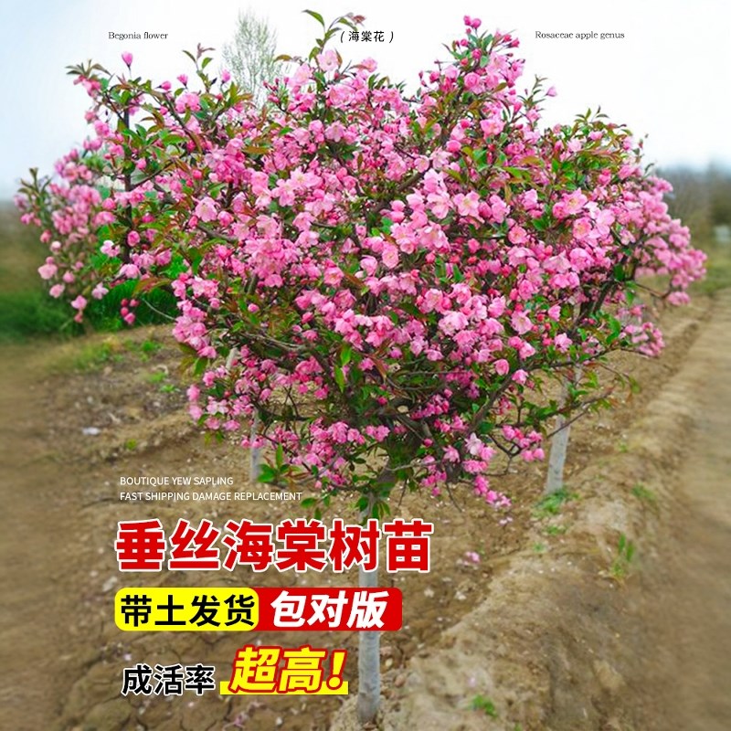 海棠花盆栽树苗盆景重瓣老桩庭院绿植物室内四P季花卉开花好养易