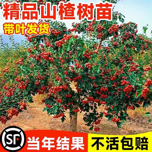 山楂苗嫁接苗大五棱山楂q树苗南方北方种植庭院盆栽地栽果树苗金
