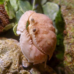 面包蟹馒头蟹红斑斗蟹翻砂钻砂海水小螃蟹观赏寄居蟹宠物海水鱼缸