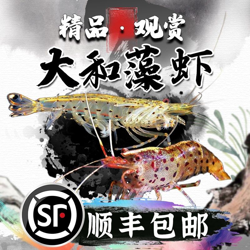 大和藻虾观赏虾星点虾黑壳虾除丝藻绿藻原生鱼缸冷水清洁虾工具虾