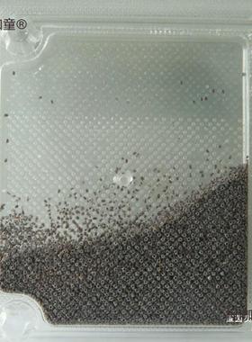 今年农村饲养蚕种蚕卵蚕宝宝蚕种场生产高产抗病优良种加量麦太保