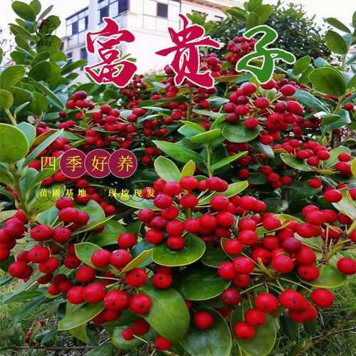 春花火红枸骨庭院好养无刺秋果富贵盆栽四季常青耐寒子金玉满堂