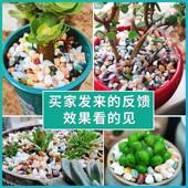 天五彩477花石白小石子多肉卉铺面鱼缸造景然花盆花装 饰庭院铺装