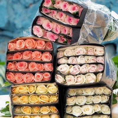 南昆云明鲜花基地LO202165直发红玫瑰花水养百合花鲜向切花日束葵