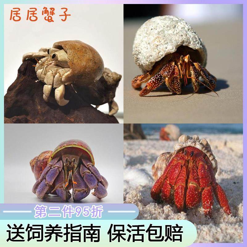 陆生寄居蟹宠物超大灰白深紫黑莓草莓短腕观赏寄居蟹小螃蟹家养