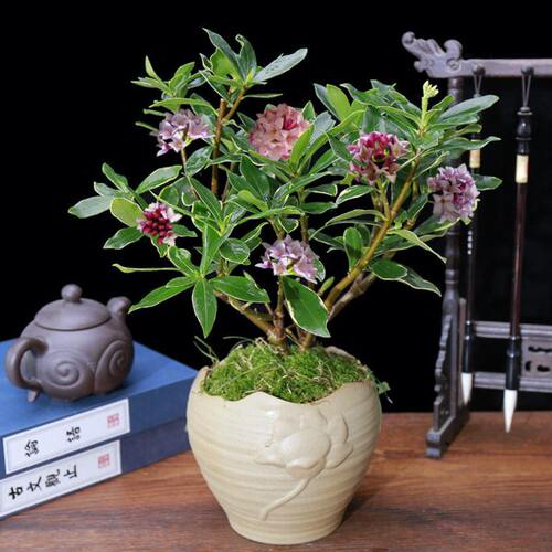 金边瑞香花苗花园庭院阳台室内耐寒花冬天也开的瑞香花苗好养易活