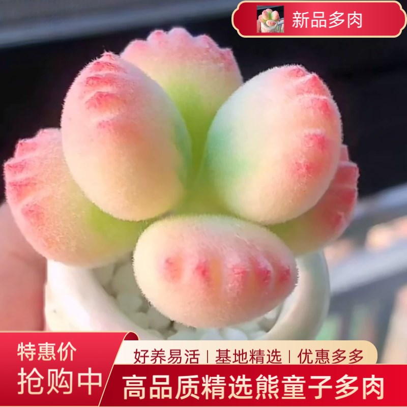 新款多肉熊爪植物熊q童子可爱阳台蒂亚群生网红老桩室内绿植