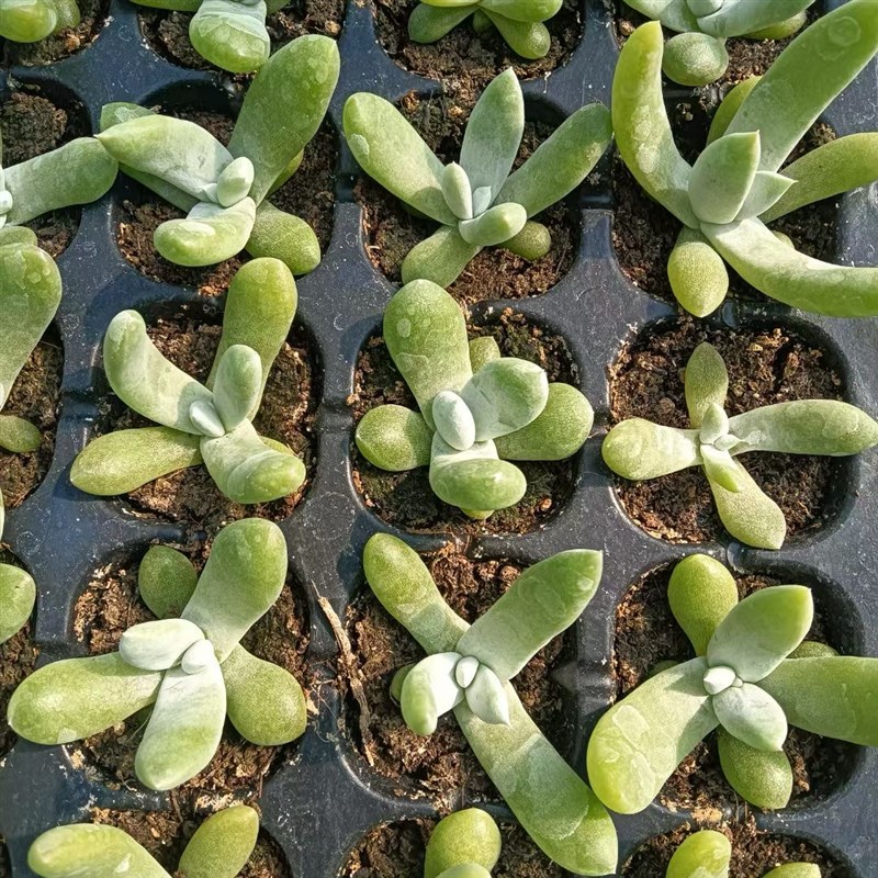 多肉仙女杯拇指i苗105颗一盘88包邮,带穴盘发 运途中叶片容易擦伤