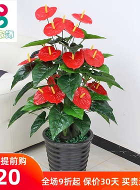 假树吉祥红掌鸿运假花仿真植物塑料花绿植落地盆栽大Y型客厅装饰