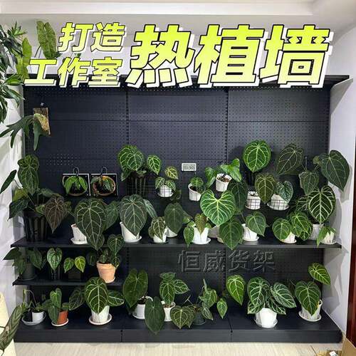 绿植架盆栽架子货洞板墙鹿角蕨洞网红绿植室内置物阳台洞标准洞板