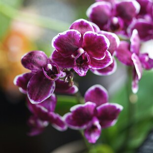 黑珍珠蝴蝶兰h黑花带花苞四季好养活兰花盆栽客厅室内花卉绿植