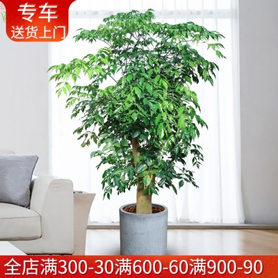 1.7~2.5米大型幸福树盆栽幌伞枫大厅办公室绿植物 高端大气上档次
