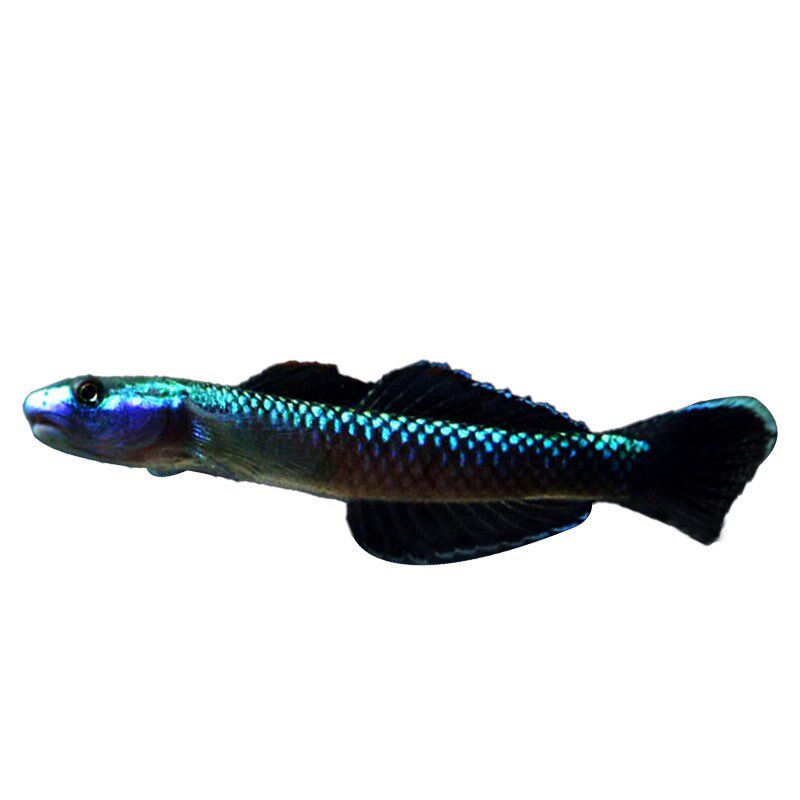 蓝面虾虎鱼 蓝脸侠电光枝桠鰕虎紫身黄瓜闪蓝枝牙原生冷水鱼