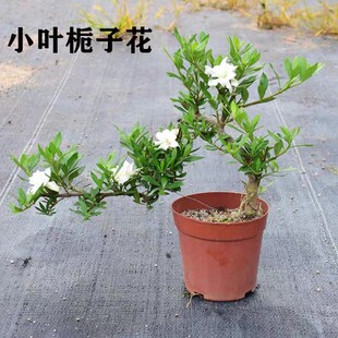 提根悬崖清誉栀子花临水飘枝造型盆景开花浓香阳台花园植物水横枝