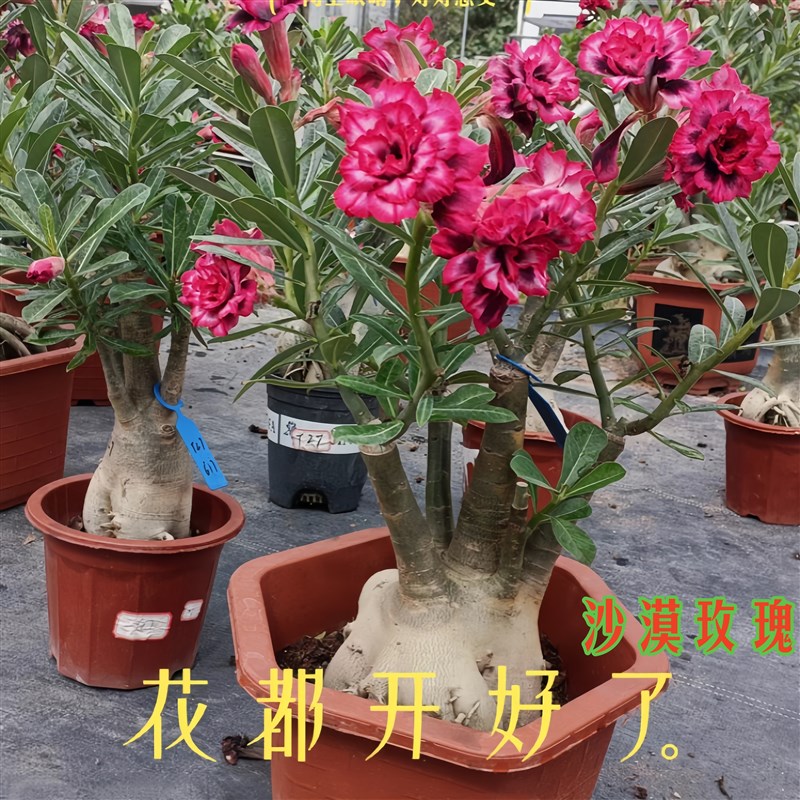 沙漠玫瑰盆栽重瓣带花植物老w桩树苗阳台室内花卉绿植好养易活四图片