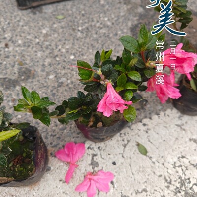 安酷杜鹃花苗盆栽康乃馨王妃阳台庭院花四季耐寒好养【包对版实拍