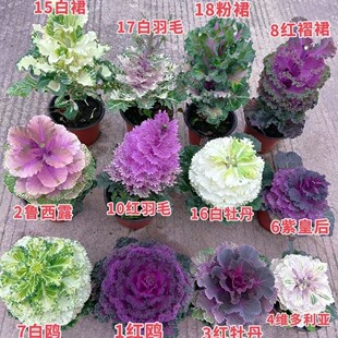 单头甘蓝 甘蓝羽衣花苗绿植盆栽冬季阳台庭院观赏过冬植物耐寒花