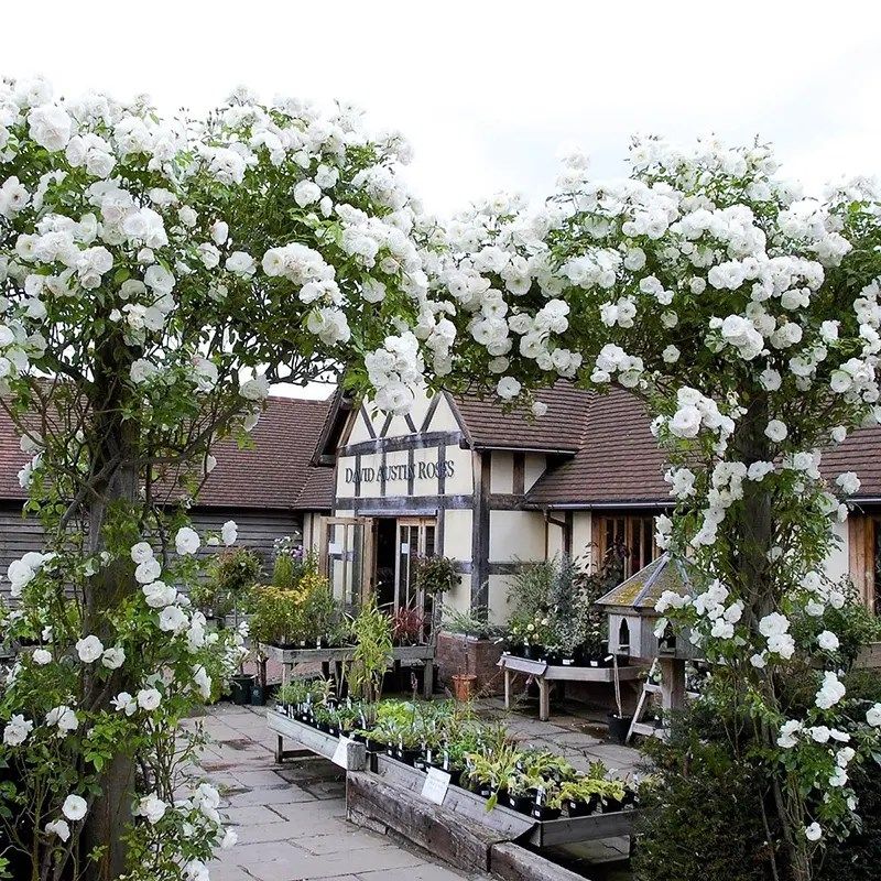 藤冰山白色月季花苗超浪漫新品大型藤本阳台庭院四季爬藤蔷薇玫瑰,鲜花速递/花卉仿真/绿植园艺,月季/蔷薇/玫瑰,淘宝优惠券,粉丝福利购,淘宝优惠卷