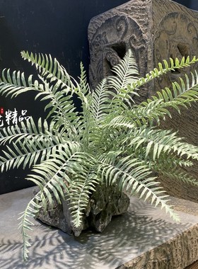 灰白色排草秋红色蕨类植物花艺波士顿蕨J造景素材花箱户外园林绿