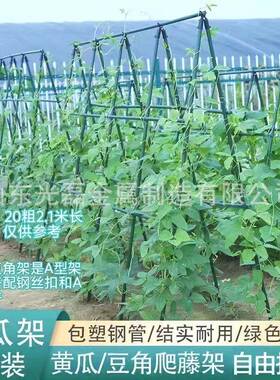 爬藤架包塑钢管豆黄瓜架植子阳物支台撑杆葡角萄WNB丝瓜架50支包