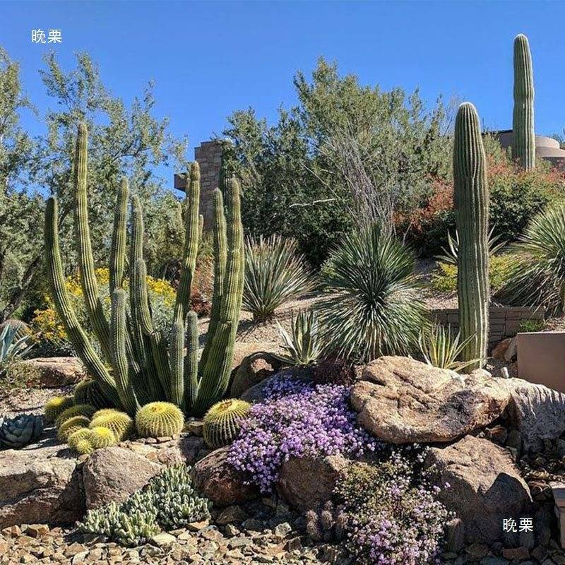 绿植大型仙人掌沙漠肉类景观植物落地盆栽装饰造景摆件垒德株