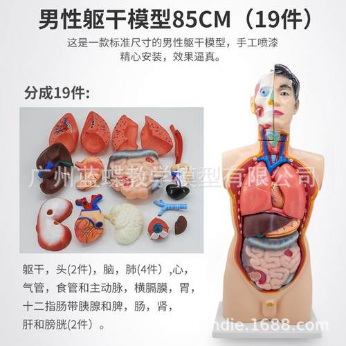 85C型M男性模躯干附内脏模型人611体干两性躯解剖19件内脏解剖模