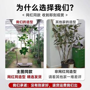 网红加拉榕盆大型室内孟客厅孟加拉榕绿植黄金榕高栽榕树山落地真