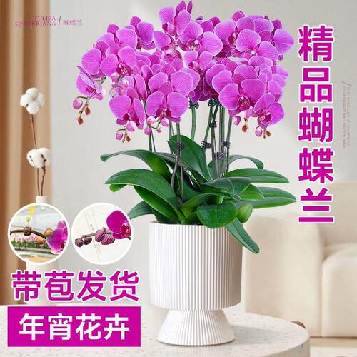年宵花卉蝴蝶兰盆栽带花