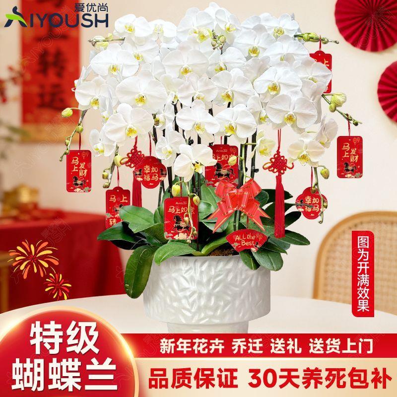 高档蝴蝶兰大花室内花卉