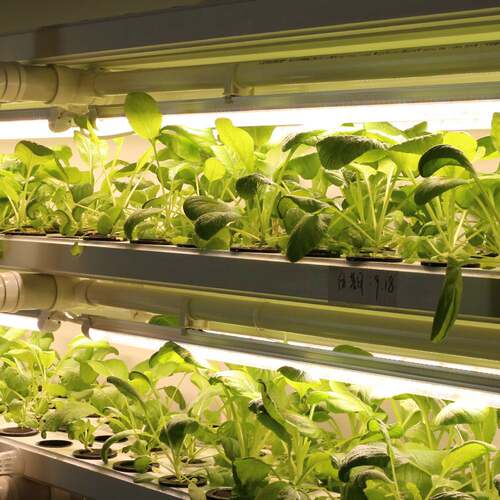 跨境直供0.6米 624株2835暖光全光谱植物灯管T8一体化植物生长灯