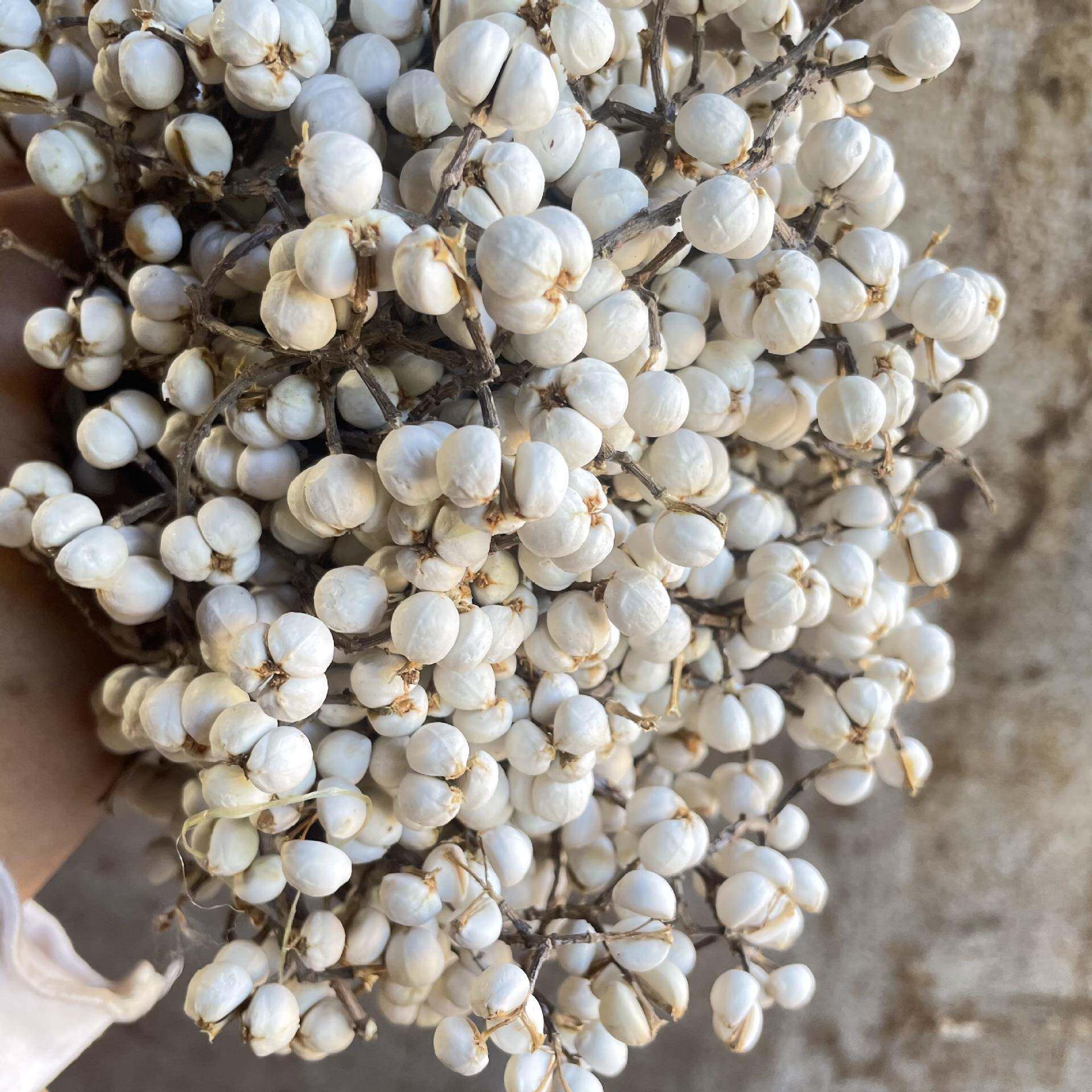 按斤20241115杆小白果短厂家乌桕果公自然花DIY花环花束材料干田