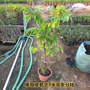 使君子苗爬藤植物多彩史君子花苗攀爬藤本五彩夜来香苗紫藤花至哲