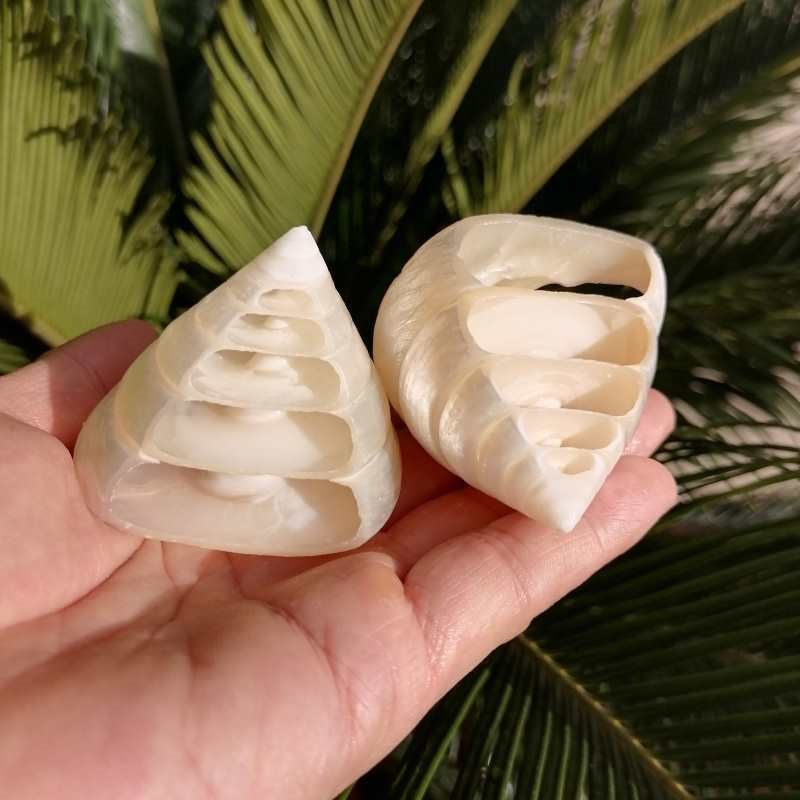 天然海螺贝壳多层荧光宝塔螺 水族鱼缸造景装饰家居创意摆件礼品