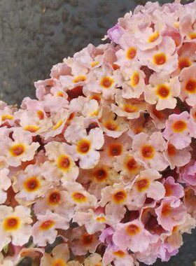 20号发货醉鱼草花之力量花叶醉鱼草大中小苗耐寒耐热紫色橙色白色