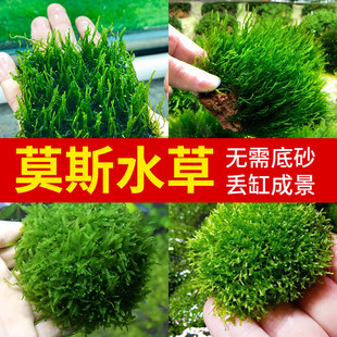莫斯水草植物鱼缸净化水质的水草造景阴性慕斯水草前景珊瑚莫斯树